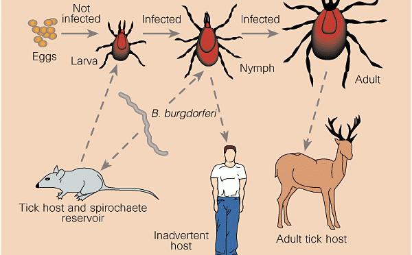 Vektör: Ixodes türü keneler (Ixodes scapularis, Ixodes pacificus, Ixodes persulcatus ve Ixodes ricinus ) Doğada rezervuar