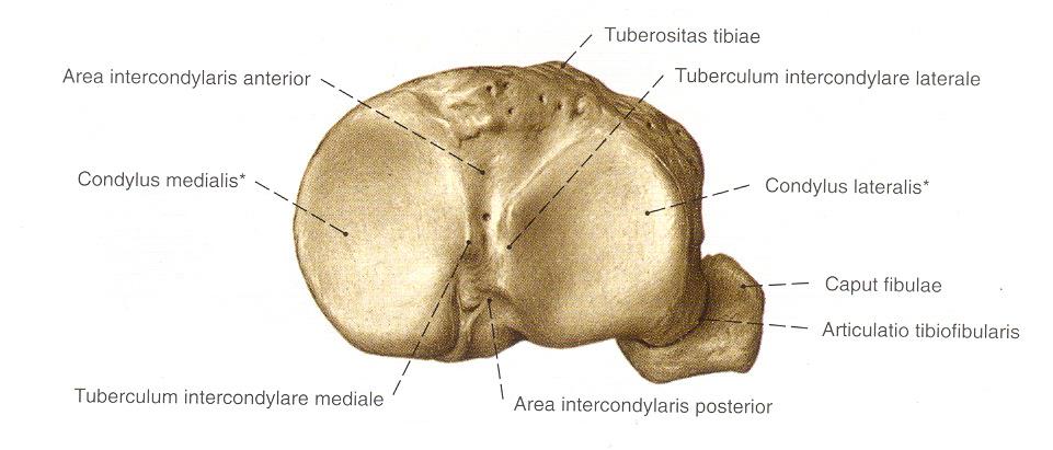 Femur kondillerinin şekil ve akslarındaki vertikal düzleme göre farklılıkları ile tibia kondillerinin yüzeyindeki farklılık, screw home