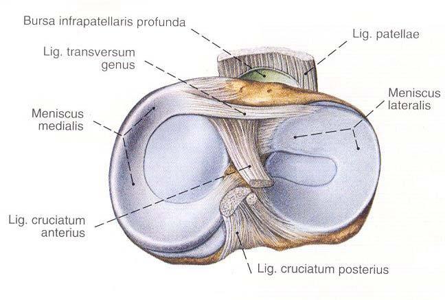 Tibia kondilleri posteriora doğru yaklaşık 8-10 lik bir eğim yapmaktadır.