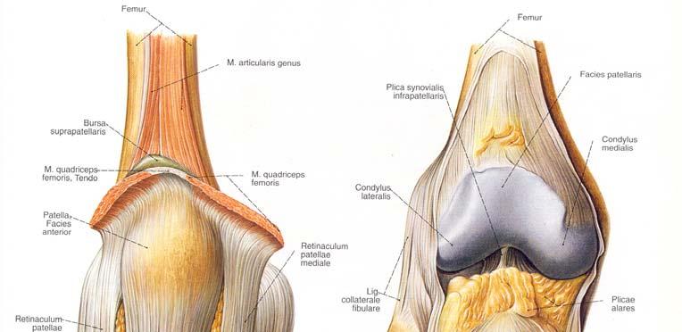 Şekil 9: Diz eklemi anteriorunda yer alan yapılar (16) Gastroknemius baldırın en kuvvetli kasıdır ve dizin posterioru boyunca uzanarak femur medial ve lateral kondillerinin posterior yüzüne yapışır.