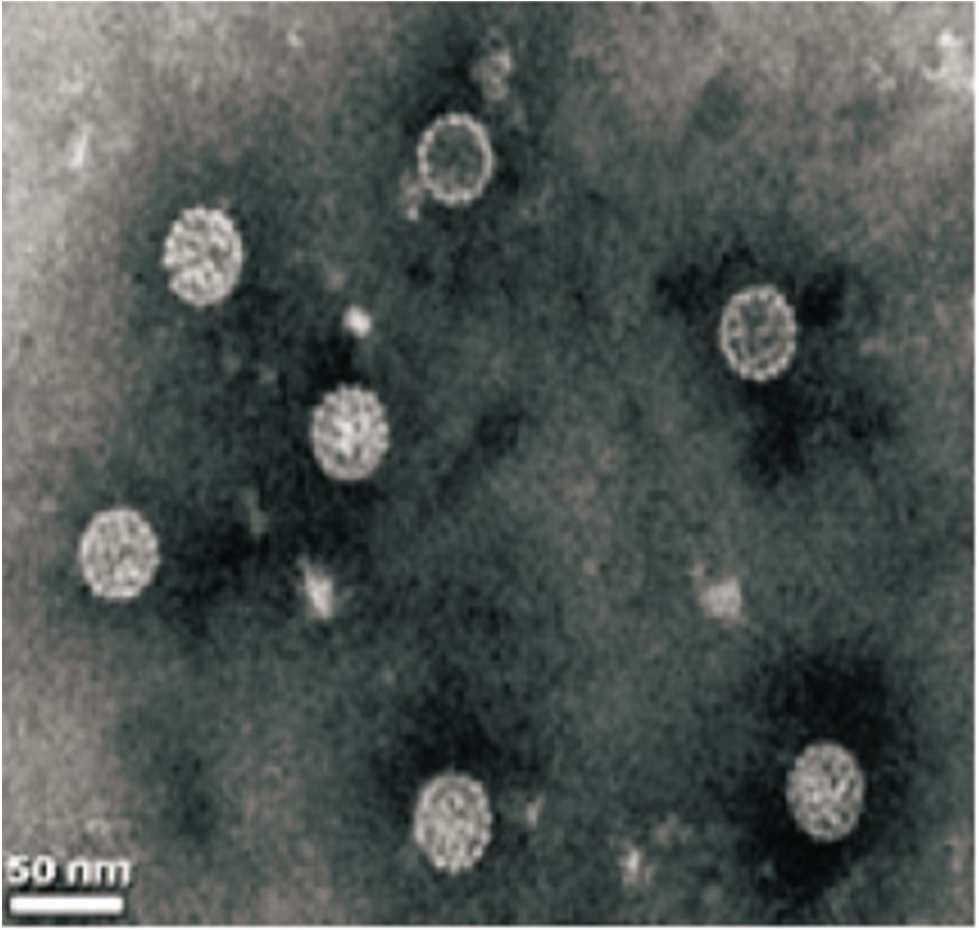 BK virus Polyomaviridae virus ailesinden, Zarfı olmayan bir DNA virus dur 30-45 nm çapında, çevre