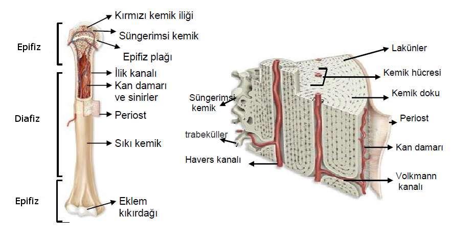 kemiğin beslenmesi ve korunmasını sağlarlar. Kemiğin uç kısımları ve eklem yüzlerinde periost bulunmaz. Kemik kırılması durumunda osteojenik tabaka yeniden kemik yapımına yardımcı olur.