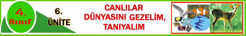 ÇEVREMİZDEKİ VARLIKLARI TANIYALIM Çevremizi gözlemlediğimiz zaman canlı ve cansız varlıkların birlikte iç içe olduğunu görürüz. Canlı ve cansız varlıklar birlikte doğayı oluştururlar.