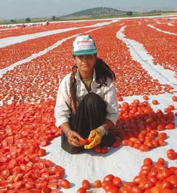 Yıllık 4 bin ton domates rekoltesinin hedeflendiği 100 dönümlük serada üretim otomatik sistemlerle insan eli değmeden gerçekleştiriliyor.