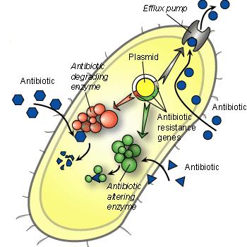 Antibiyotik Direnç Mekanizmaları Pompa Antibiyotik Antibiyotik parçalayan enzimler Plazmid Antibiyotik direnç genleri Antibiyotik Hedef