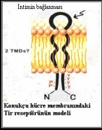 43 Şekil 2.6. Tir proteinin yapısı Şekil 2.7. Pedestal yapısı Şekil 2.6 ve 2.7 Tir proteini ve pedestal yapısı (www.finlaylab.biotech.ubc.ca) 2.3.7.2. Plazmitin aracılık ettiği virulans faktörleri EHEC suşları, plazmidin aracılık ettiği birçok protein taşımaktadır.