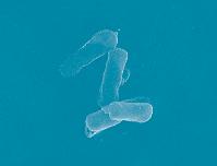 Probiotic 12 çifte mikrokapsülasyon sayesinde diğer