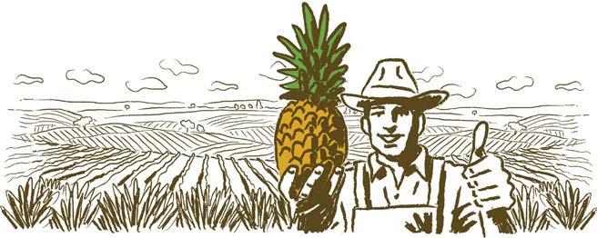 C VİTAMİNİ DEPOSU Mn MANGANEZ DEPOSU KOLESTEROL VE KAN ŞEKERİNİ DÜZENLEMEYE YARDIMCI Güçlü kemikler için ananas Ananas;