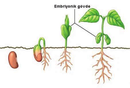 Besin ve embriyonun bir kabukla sarılması sonucu oluşan yapıya TOHUM adı verilir. besin doku embriyo * Su alan tohum şişer ve tohum kabuğu çatlar. Embriyo büyüyüp gelişmeye başlar.