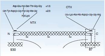 C-Telopeptit (CTx): C-telopeptid parçası, tip I kollajenin karboksiterminal telopeptid bölgesindeki α 1 zinciri ile diğer kollajen molekülünün α 1 veya α 2 zinciri arasındadır (Şekil VI).