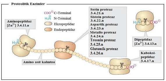 I. Kataliz reaksiyonun kimyasal mekanizmasına göre peptidazların gruplandırılması 1960 da Hartley makalesinde; peptidazların, katalitik tipine göre çok kullanışlı bir kavramla toplanmasını sağlayarak