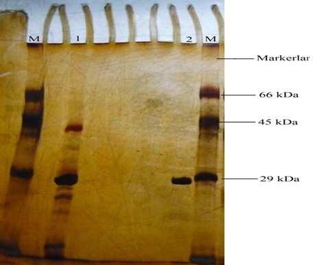 4.3 Bacillus circulans M34 den Saflaştırılan Proteaz Enziminin Karakterizasyonu 4.3.1 Bacillus circulans M34 den saflaştırılan proteaz enziminin SDS-PAGE ile belirlenen molekül kütlesi Bacillus