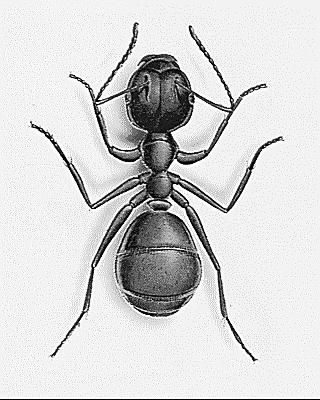 Tekst 12 1p 36 In welk opzicht zijn mieren bijzonder volgens de tekst? A Ze kunnen elkaar goed zien. B Ze kunnen heel goed ruiken. C Ze kunnen heel hard lopen. D Ze kunnen kennis overdragen.