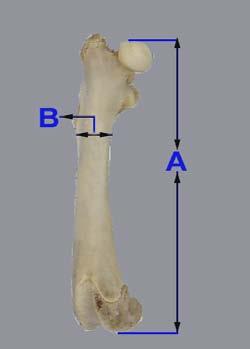 C1-C2: Humerus un corpus düzeyindeki ortalama cortex (kortikal kemiksubstantia compacta) kalınlığı.