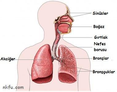 Başlıca Gögüs Hastalıkları Astım ve Allerji... Kronik Obstrüktif Akciğer Hastalığı (KOAH).