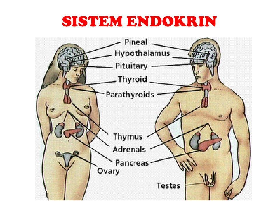 HORMONLAR ENDOKRİN Endokrin sistem iç salgı bezlerinin oluşturduğu bir sistemdir. İç Salgı bezleri hormon sentez ve salgısı yapan organlardır.