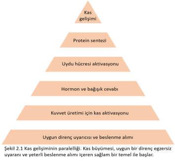 KAS BÜYÜMESİNİN TEMEL YAPISI KAS BÜYÜMESİ SÜRECİ Kas boyutunu arttırmak için ilk adım motor ünitelerinin çalıştırılmasıdır Bir kas kuvvet üretmek için uyarılmazsa, yanıt vermez ve uyarana adapte