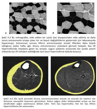 KAS BÜYÜMESİ SÜRECİ Protein Sentezi Egzersiz sonrasında anabolik hormon artışı kontraktil proteinler aktin ve myozinin üretimini artırır Kasın kütlesindeki artış, kuvvetindeki artışı doğurur Protein