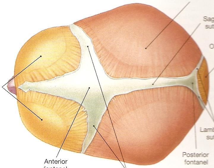 fonticulus