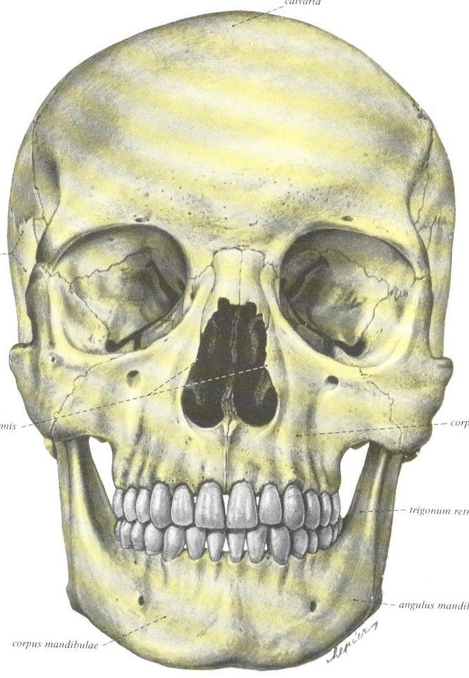 Frontonasal Zygomaticofrontal