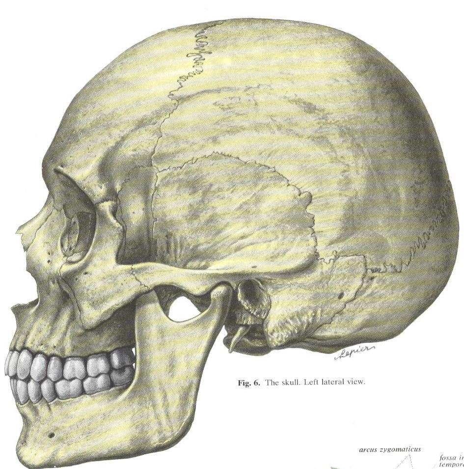 Zygomaticotemporal