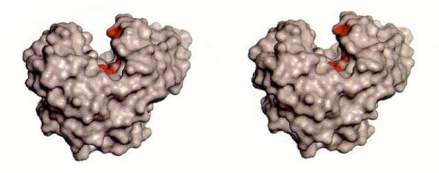 Bu enzimler selüloz molekülünün içindeki β-1,4-d-glikozidik bağını hidroliz etmek için ortaklaşa bir etki gösteren endoglukonaz (Şekil 2.1), ekzoglukonaz (Şekil 2.