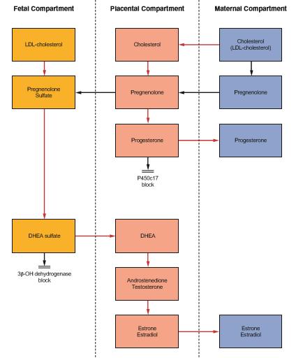 Fetal adrenal bez gebeliğin ilk aylarında adrenokortikotropik hormondan (ACTH) bağımsız işlev görürken (muhtemelen human koryonik gonadotropin (hcg) etkisi), gebeliğin 15-20.