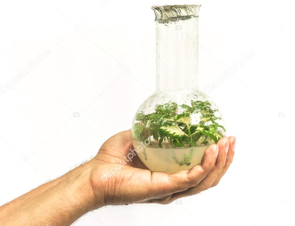 Bitki Materyalinin İn Vitro Büyüme ve Gelişmeye Etkisi Besi ortamı ve fiziksel faktörler gibi kullanılan bitki materyali de in vitro büyüme ve gelişmeye çok önemli derecede etkiler.
