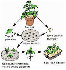İNTAKT BİTKİ KÜLTÜRÜ Bitki tohumları in vitro ortamda ekilir ve bu tohumlar çimlenerek bitkiyi oluşturur.