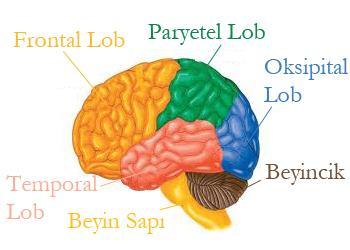 Beynin dış kısmını oluşturan neokorteks (yeni) beyin iki yarım küreye ve dört loba ayrılmaktadır.