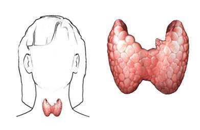 2. KURAMSAL TEMELLER 2.1. Tiroid Bezi ve Fonksiyonları Tiroid bezi insan vücudundaki en büyük endokrin organdır. En önemli görevi tiroid hormonlarının salgılanmasını sağlamaktır (İliçin ve ark.1996).