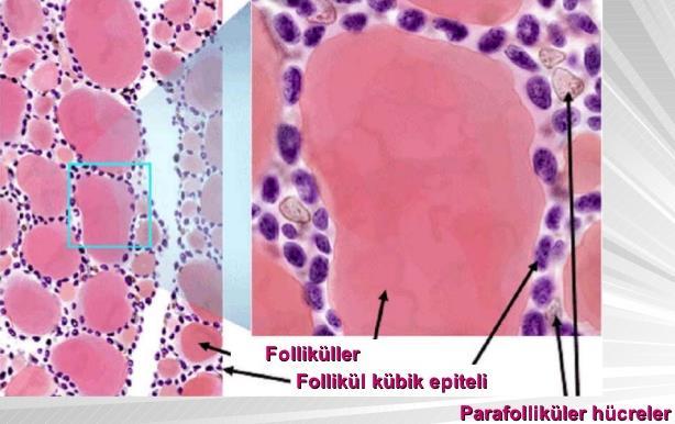 membranla ilişkide olan parafoliküler hücrelerdir. Aynı zamanda bu hücreler A, B ve C hücreleri olarak da adlandırılır. Tiroid folikülü ve tiroid hücrelerinin mikroskobik görüntüsü Şekil 2.