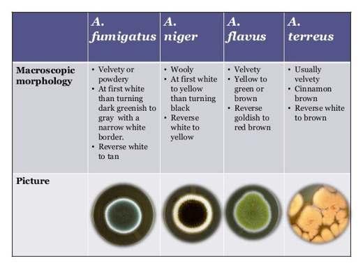 İFİ etkenleri Fırsatçıl funguslar Küfler (doğanın florası) 1-Aspergillus cinsi (5 tane) A.