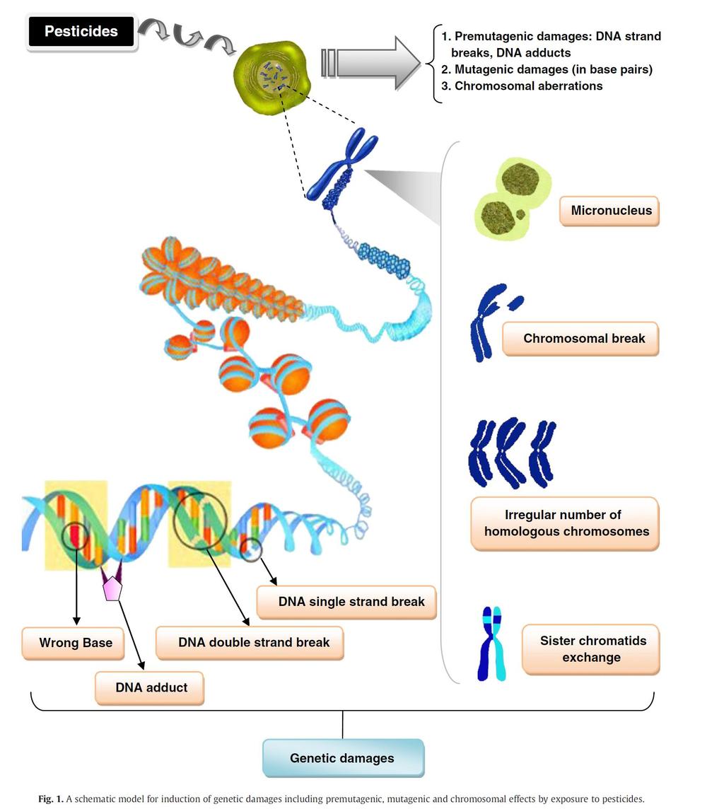 Toxicology and Applied