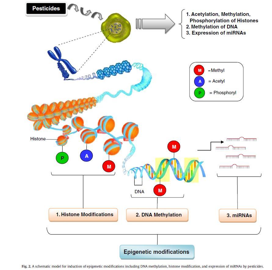 Toxicology and Applied