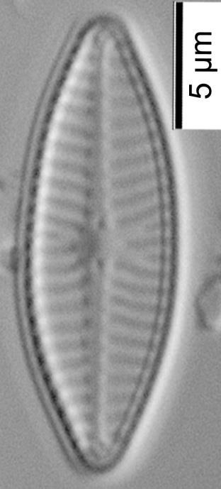 Çizelge 3.5.1 (devam): Diyatomelerin biyometrik ve ekolojik özellikleri. Navicula menisculus Schumann (Navicula peregrina var.