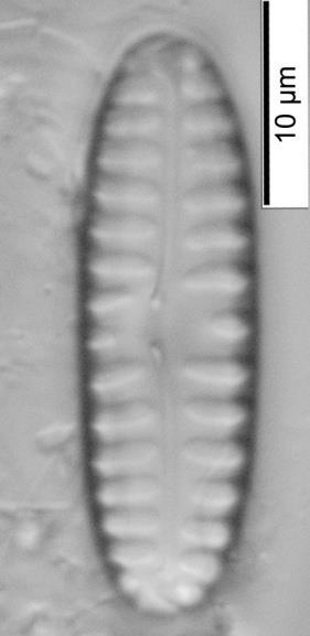 gösterdiği bildirilmiştir (Krammer ve Lange-Bertalot, 2000). Pinnularia borealis var.