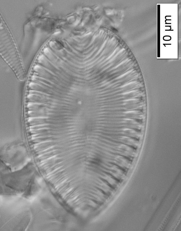 Çizelge 3.5.1 (devam): Diyatomelerin biyometrik ve ekolojik özellikleri. Surirella ovalis Brébisson (Surirella ovata var.