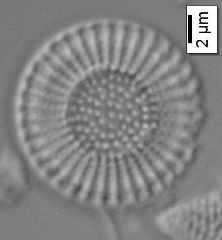 3.5 Madra Çayı Epilitik Diyatomelerinin Biyometrik ve Ekolojik Özellikleri Madra Çayı nda araştırma süresince teşhis edilen diyatome taksonlarının biyometrik ve ekolojik