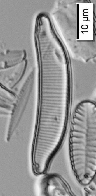 Çizelge 3.5.1 (devam): Diyatomelerin biyometrik ve ekolojik özellikleri.