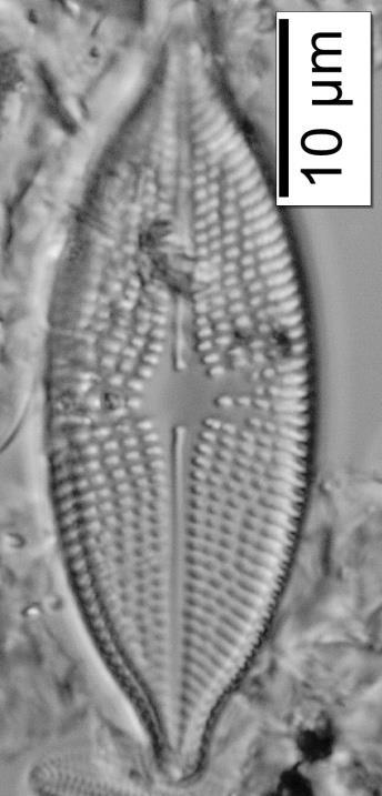 Çizelge 3.5.1 (devam): Diyatomelerin biyometrik ve ekolojik özellikleri. Aneumastus tuscula (Ehrenberg) D.G.Mann & A.J.