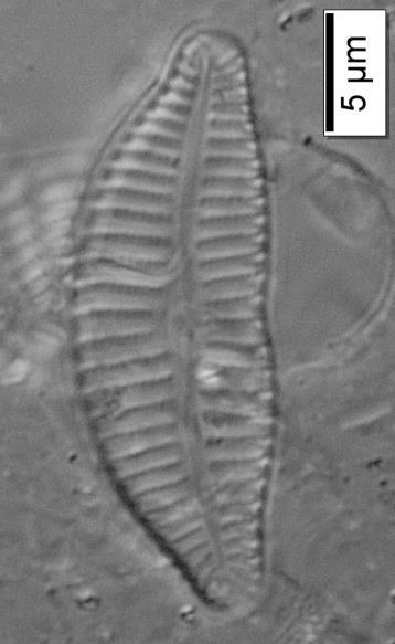 Çizelge 3.5.1 (devam): Diyatomelerin biyometrik ve ekolojik özellikleri. Cymbella excisa Kützing (Cymbella affinis f.