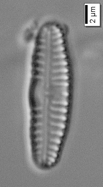 Çizelge 3.5.1 (devam): Diyatomelerin biyometrik ve ekolojik özellikleri.