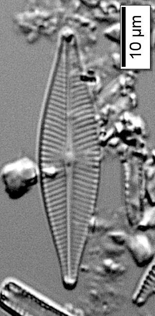 Çizelge 3.5.1 (devam): Diyatomelerin biyometrik ve ekolojik özellikleri.