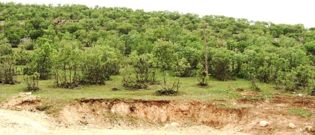 Giriş Quercus branthii, Quercus libani ve Quercus infectoria G.