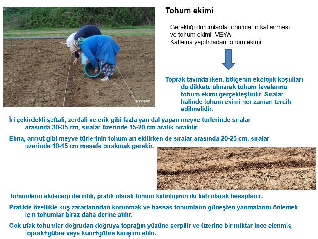 ÇÖĞÜR ANAÇLARIN YETİŞTİRİLMESİ Yabani tohumdan elde edilen çöğürler genellikle, 80 cm eninde ve 5 m boyunda hazırlanan tohum tavalarında