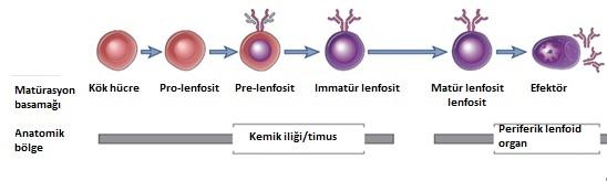 5 2.2. Lenfosit Gelişimi ve Antijen Reseptör Genlerinin Yeniden Düzenlenmesi Lenfositler çok yüksek kapasitede farklı antijeni tanıyabilme özelliği olan reseptörlere sahip hücrelerdir.