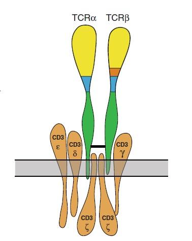 17 CD3 Zincir Eksiklikleri CD3 kompleksi, T hücre reseptör aracılı sinyal iletiminde görevli ve 4 farklı zincirden oluşan bir yapıdır (Şekil 2.8).