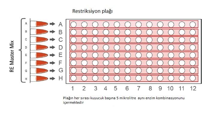 34 (Agilent Technologies Inc. Mayıs 2013 D.5 protokolünden değiştirilerek alınmıştır.) Şekil 3.2. Enzimlerin hazırlanması (Agilent Technologies Inc.