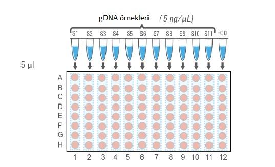 35 DNA Kütüphanesinin Oluşturulması Genomik DNA kütüphanesinin hazırlanması için 2 farklı restriksiyon enzimi kullanıldı ve her bir enzim için 8 farklı reaksiyonla kesim işlemi yapıldı.